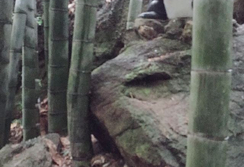 雷山风景区第 19 张图片