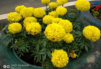 花花世界第 31 张图片