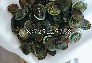 东庠岛第 13 张图片