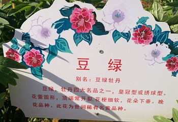 龙门东山千亩牡丹园第 16 张图片