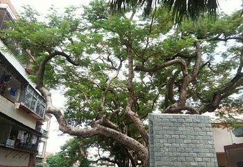 厦门豪华鹭岛游第 25 张图片