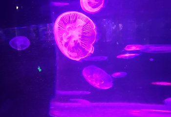 聊城海底世界第 4 张图片