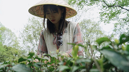 蒙顶山第 180 张图片