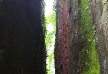 厦门园林植物园-中岩寺第 8 张图片