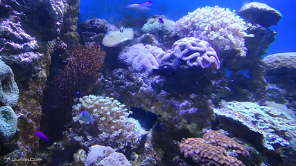 大连圣亚海洋世界第 32 张图片