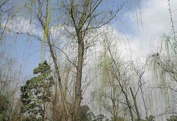 石城山第 3 张图片