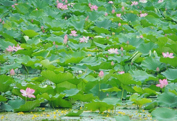 鑫农湖荷花湿地公园第 7 张图片