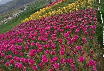 庐山西海花千谷第 32 张图片
