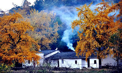 千年银杏谷文化旅游区第 39 张图片