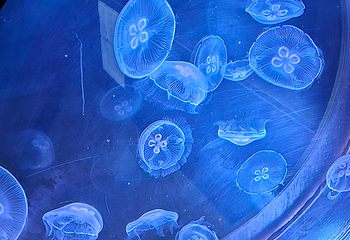 里昂水族馆第 20 张图片