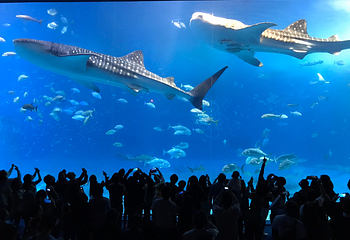冲绳美丽海水族馆第 66 张图片
