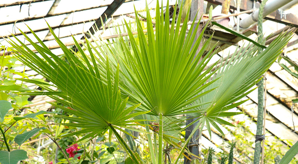 E. Gareyev Botanical Garden