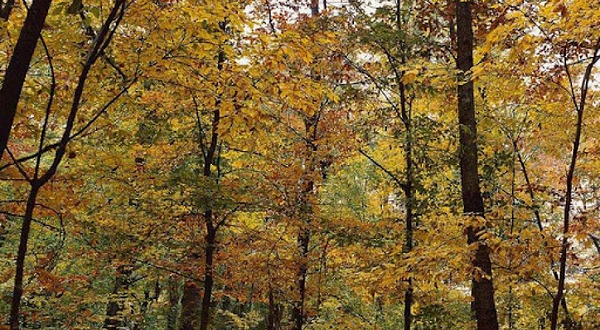 Park Im. A. Tikhonenko