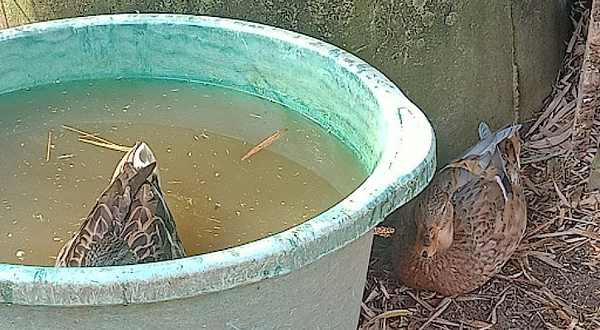 Saanen Goat Farm Balik Pulau