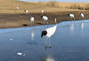 扎龙生态旅游区第 20 张图片