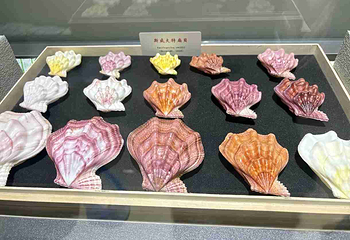 青岛贝壳博物馆第 10 张图片