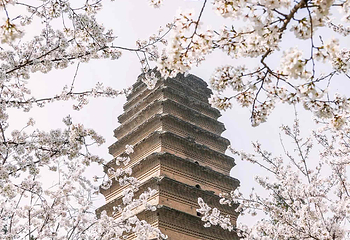 小雁塔遗址公园第 43 张图片