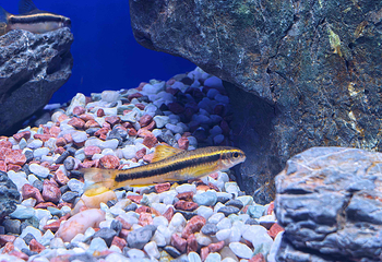 上海海洋水族馆第 87 张图片