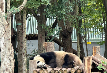 成都大熊猫繁育研究基地第 262 张图片