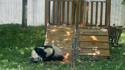 卧龙中华大熊猫苑神树坪基地第 103 张图片