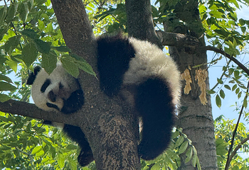 成都大熊猫繁育研究基地第 249 张图片