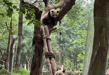 卧龙中华大熊猫苑神树坪基地第 110 张图片