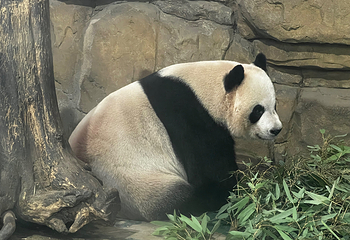 成都动物园第 30 张图片