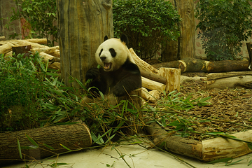 成都大熊猫繁育研究基地第 86 张图片