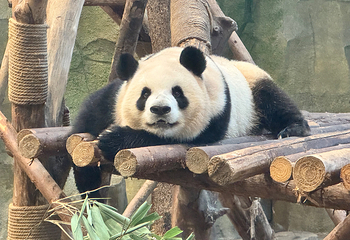成都大熊猫繁育研究基地第 116 张图片