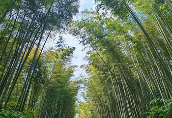 蜀南竹海第 91 张图片