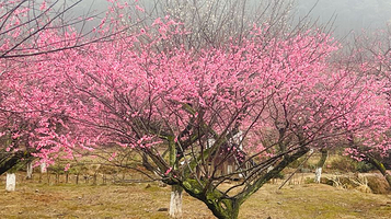 太湖梅花博览园