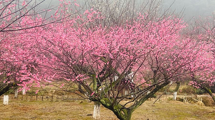太湖梅花博览园第 1 张图片