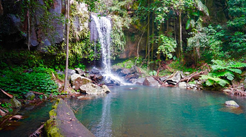 Mount Tamborine Rainforest Walk