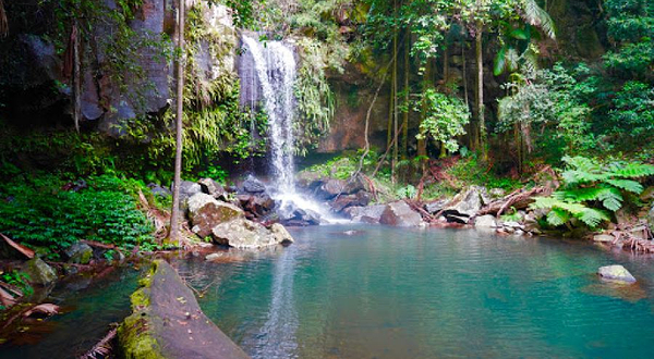 Mount Tamborine Rainforest Walk