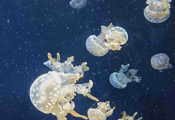 新加坡海洋生态馆第 81 张图片