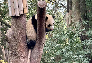 成都大熊猫繁育研究基地第 184 张图片