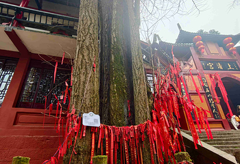 青城山第 296 张图片