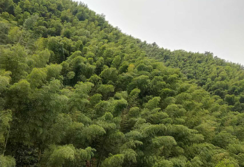 木坑竹海第 41 张图片