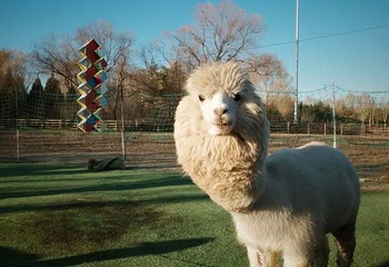 朝阳公园第 197 张图片