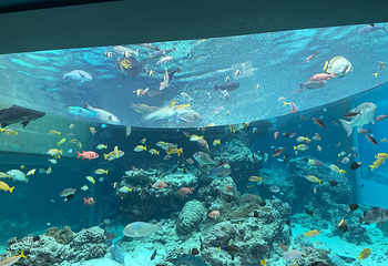 冲绳美丽海水族馆第 103 张图片