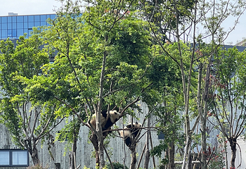成都大熊猫繁育研究基地第 167 张图片