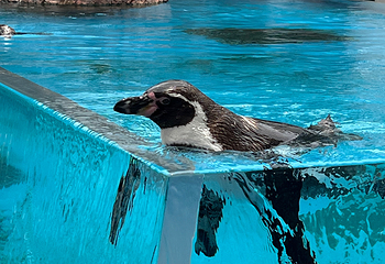 鸟羽水族馆第 23 张图片