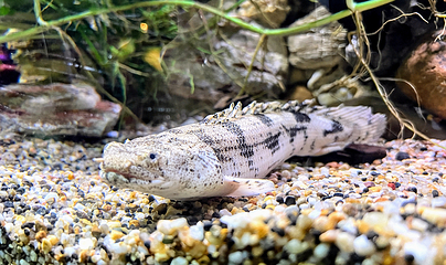 上海海洋水族馆第 151 张图片