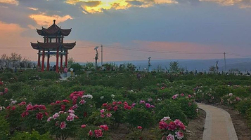 宜川县凤翅山牡丹园