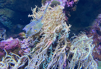 丹麦国立水族馆第 34 张图片