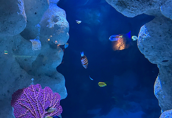 佛州水族馆第 28 张图片