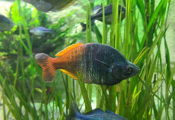 丹佛市区水族馆第 9 张图片