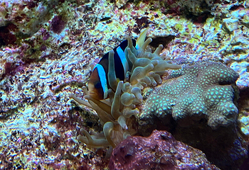 九十九岛水族馆第 14 张图片