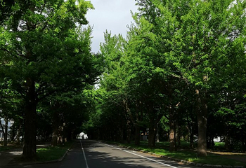 北海道大学第 48 张图片