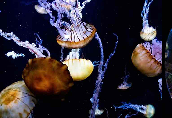 悉尼水族馆第 49 张图片